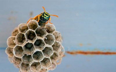 How to Get Rid of Wasps